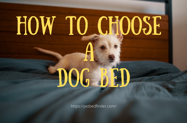 How to Choose the Right Dog Bed