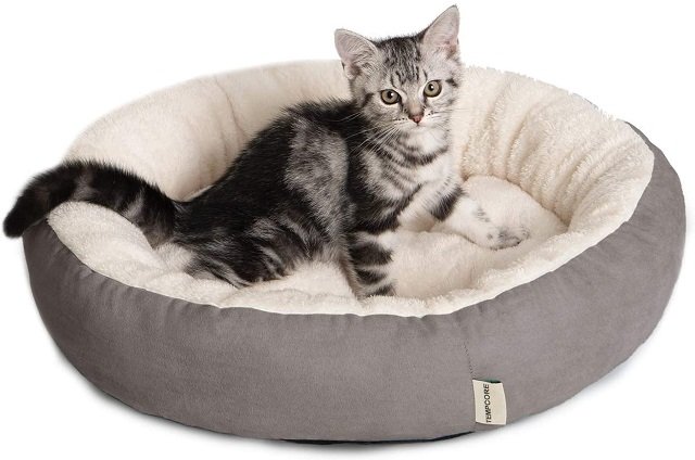 kitten in cat bed