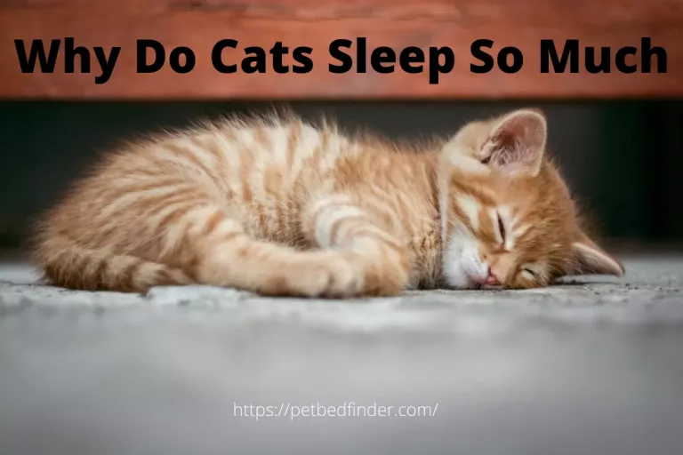 Why Do Cats Sleep So Much During The Day