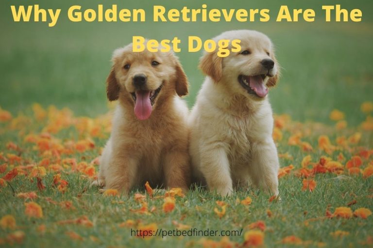 Why Golden Retrievers Are The Best Dogs