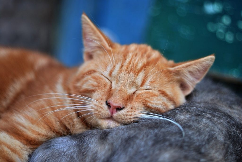 why-do-cats-sleep-so-much-during-the-day-pet-bed-finder