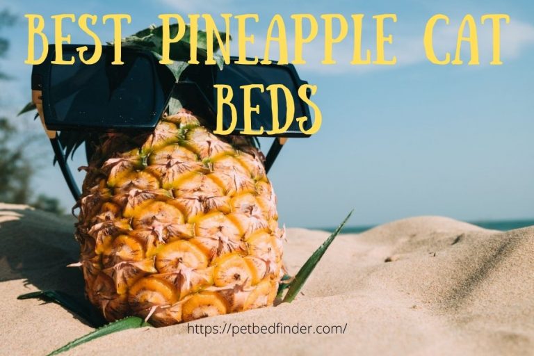Best Pineapple Cat Bed