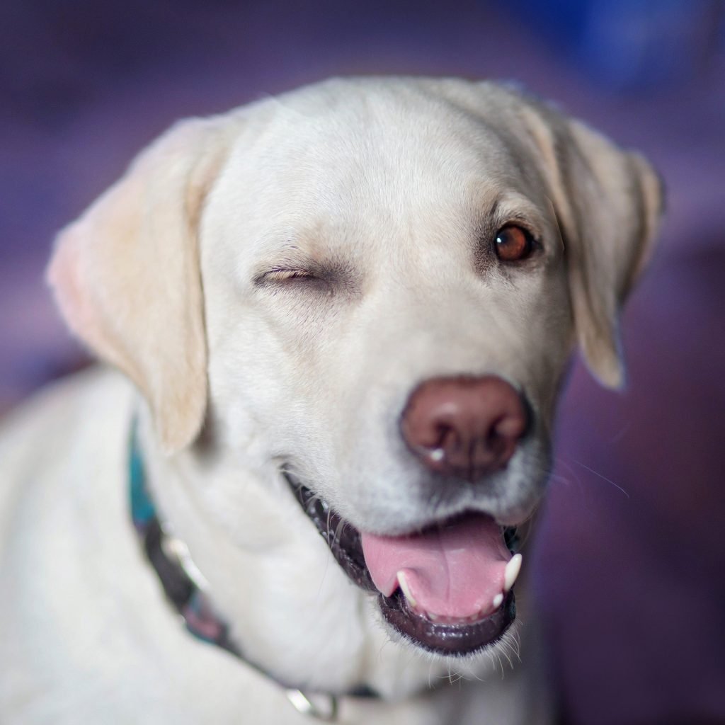 labrador winking