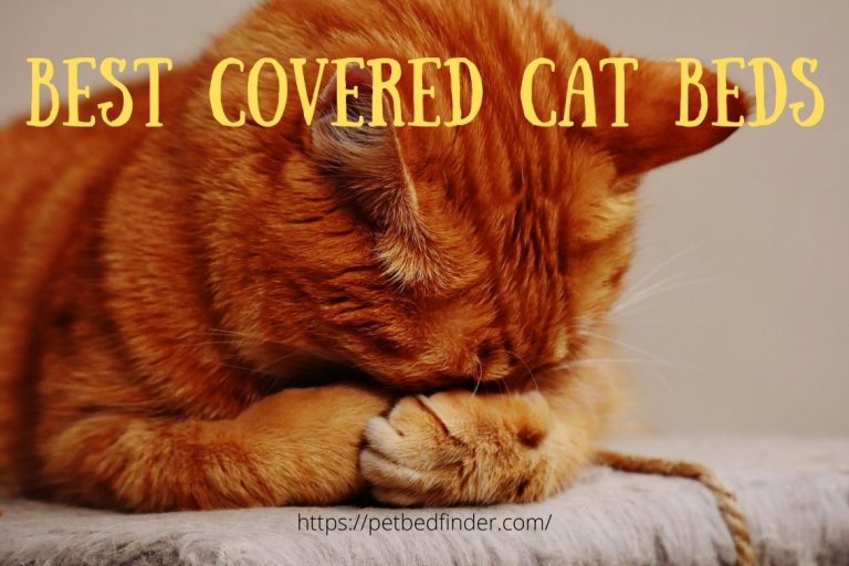 Best Covered Cat Beds