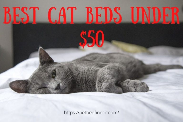 Best Cat Beds Under $50