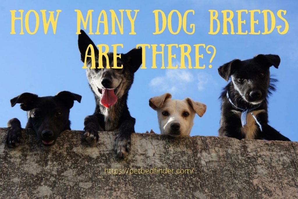 how many breeds of dogs are there?